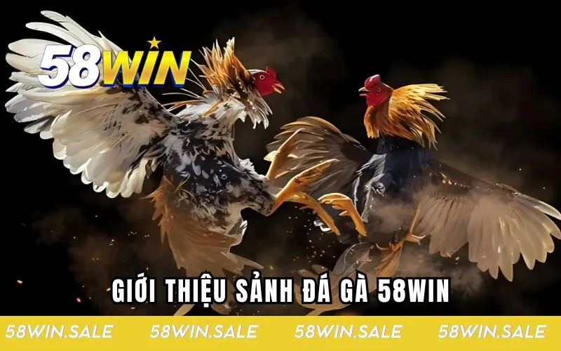 Giới thiệu sảnh đá gà 58WIN