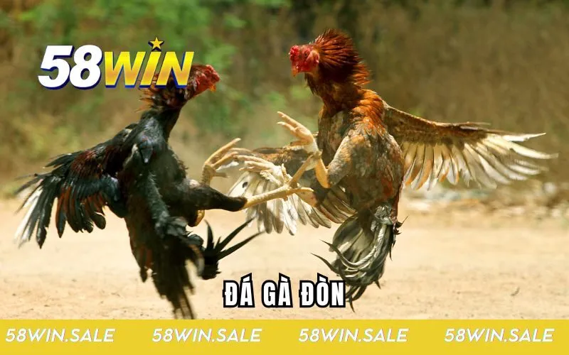 đá gà đòn