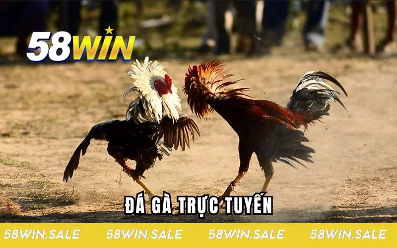 đá gà trực tuyến