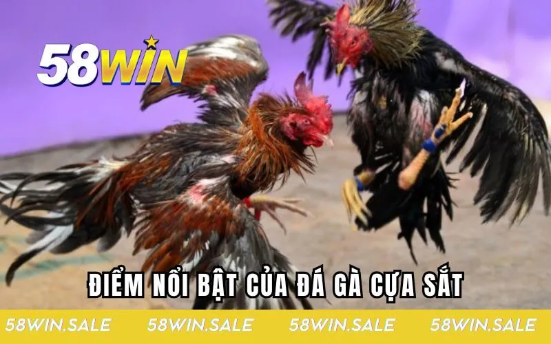 Điểm nổi bật của đá gà cựa sắt