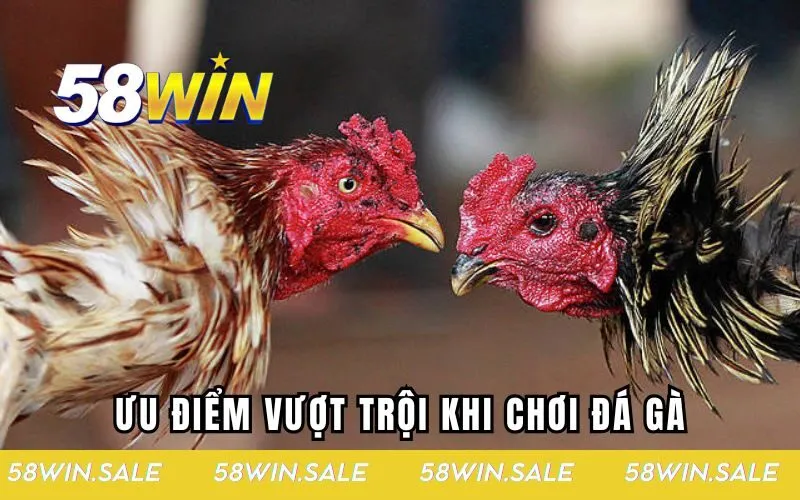 Ưu điểm vượt trội khi chơi đá gà hấp dẫn